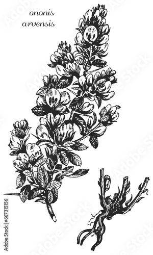 Latin name ononis arvensis, ononis intermedia, ononis flower, ononis sketch, ononis monochrome, ononis branch black and white