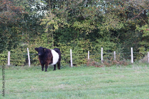 cows grazing in a field