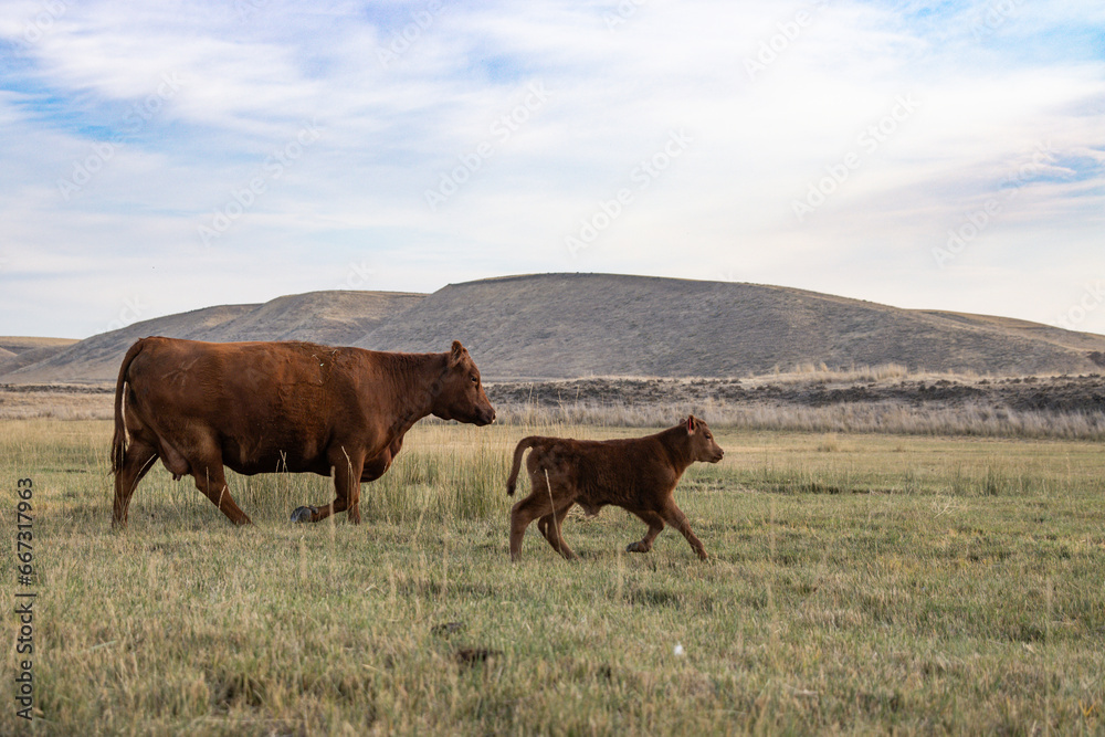 Cow and calf walking through pasture in rural Eastern Washington Cow and calf walking through pasture in rural Eastern Washington