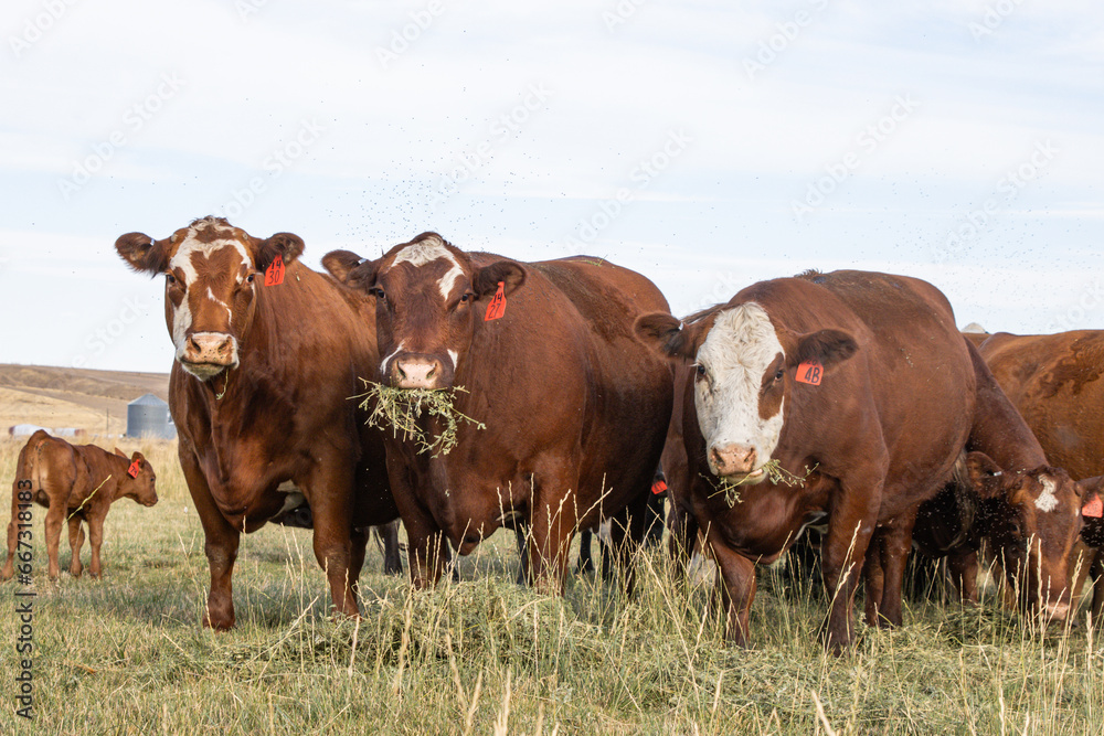 Cattle eat hay in pasture in rural Eastern Washington 