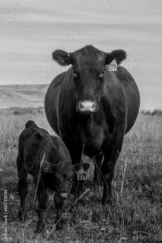 Cow and calf graze pasture in rural Eastern Washington 