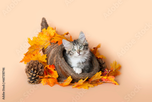 Tabby kitten sitting inside of a cornucopia surrounded by bright orange and yellow leaves and a pine cone celebrating thanksgiving holiday, orange background.