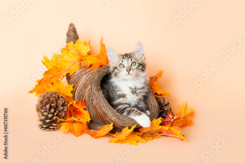 Tabby kitten sitting inside of a cornucopia surrounded by bright orange and yellow leaves and a pine cone celebrating thanksgiving holiday, orange background.