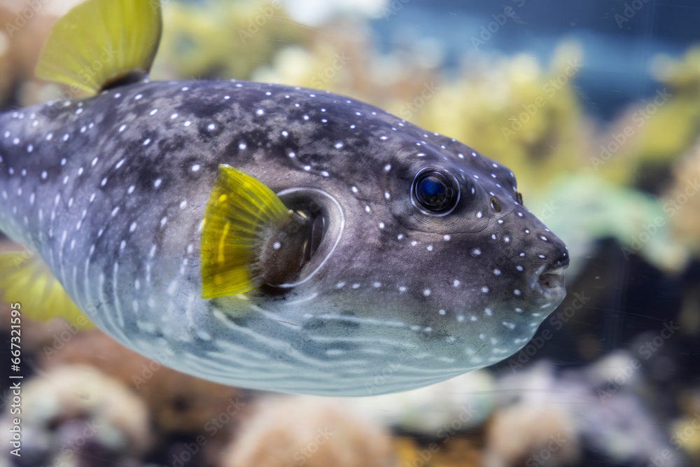 Pesce palla a punti bianchi, Arothron hispidus, all'Acquario di Genova