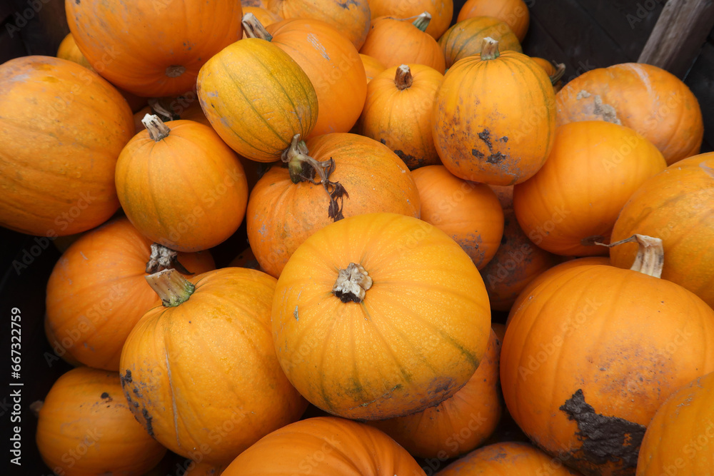 A wooden crate full of various sized Pumpkins A wooden crate full of various sized Pumpkins