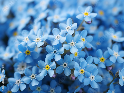 A detailed view of beautiful forget-me-not flowers in shades of blue and pink.