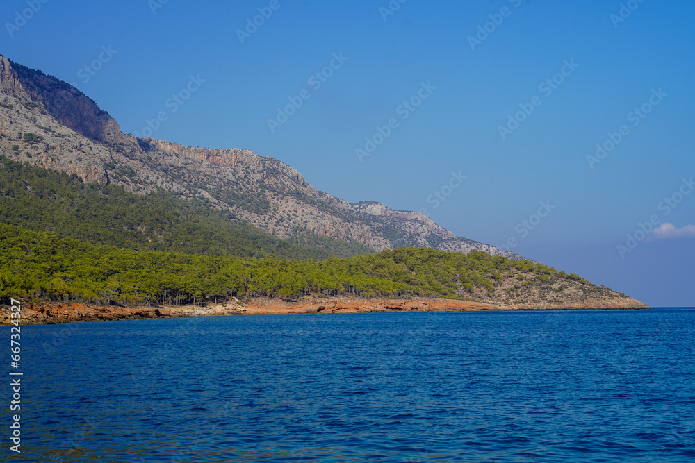 Pine tree near mediterranean sea and pine cones and needles, blue sea green tree on the hill