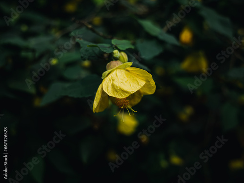 Abutilon flower