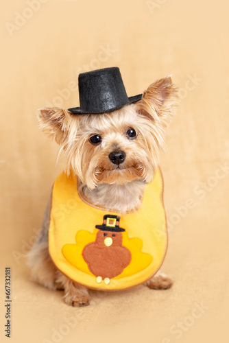 Small Yorkie puppy dog wearing a turkey bib and a pilgrim hat too celebrate Thanksgiving holiday, brown burlap background.
