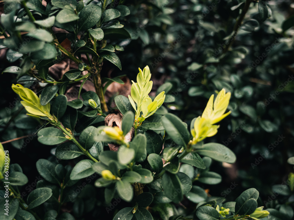 Obraz premium Fresh plant leaves