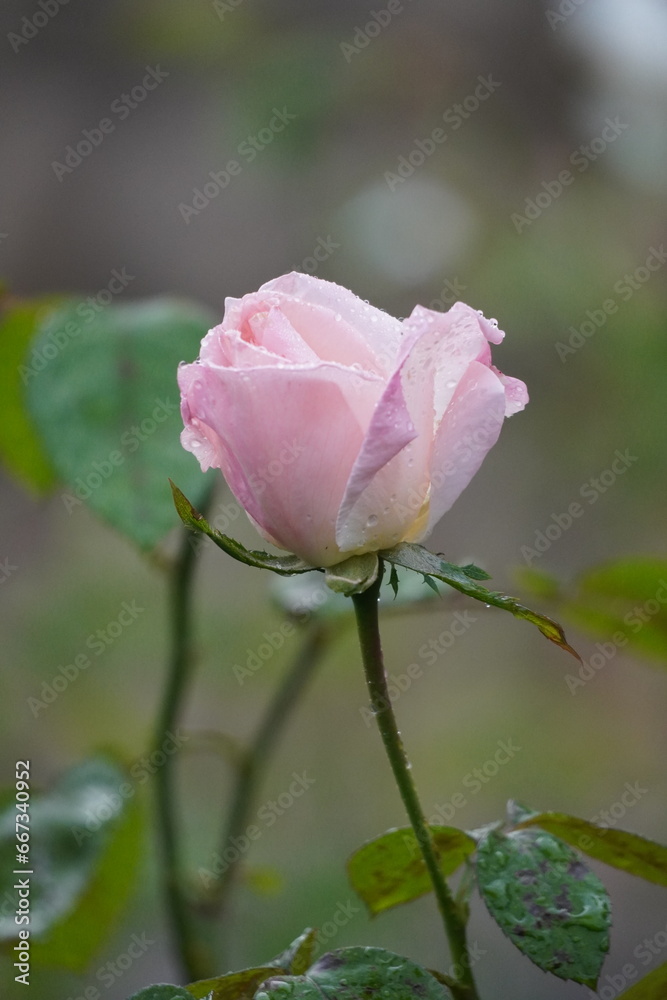 pink rose in the garden