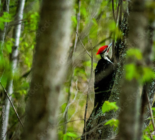 pileated woodpecker