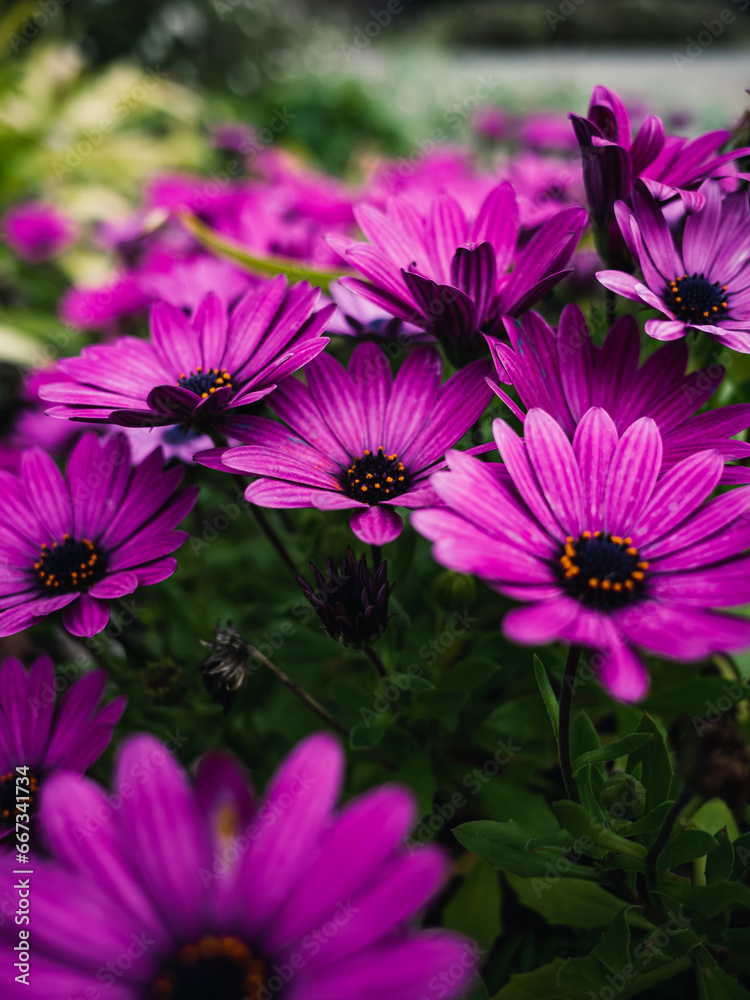 Fototapeta premium pink flowers in the garden