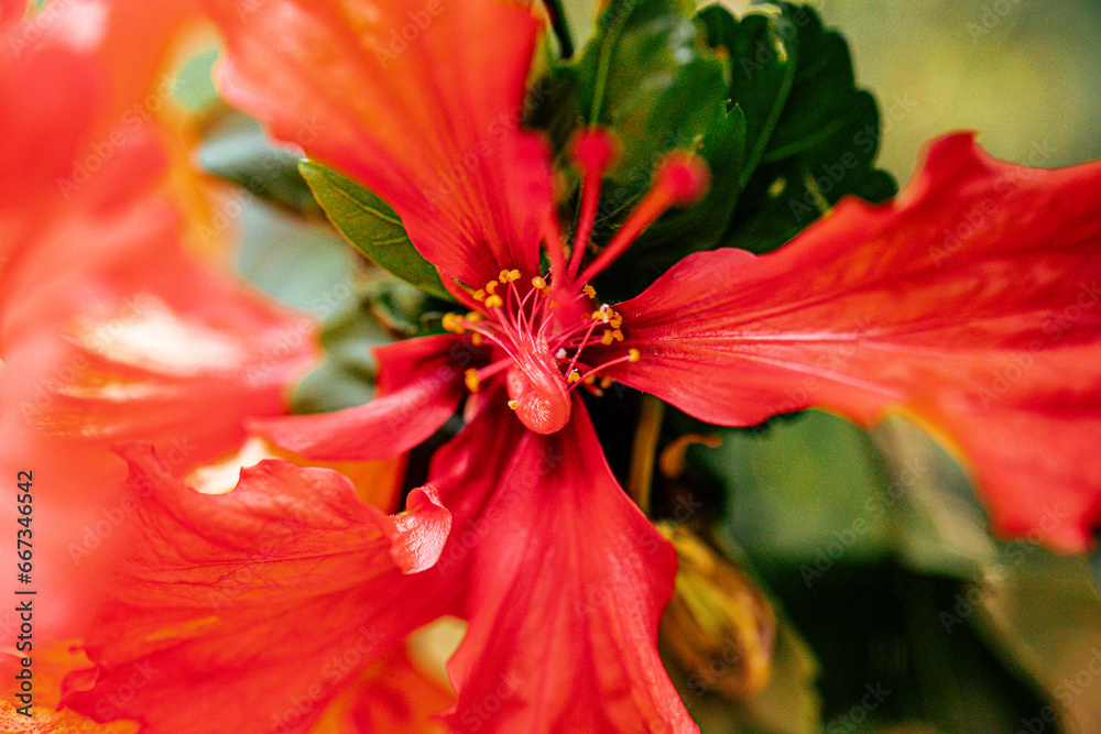 Fotografia de natureza para ser usada como fundo. Fotografia de natureza para ser usada como fundo.