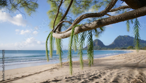 beach swings punaluu beach north shore oahu hawaii casuarina equisetifolia coastal she oak horsetail she oak beach sheoak beach casuarina or whistling tree photo