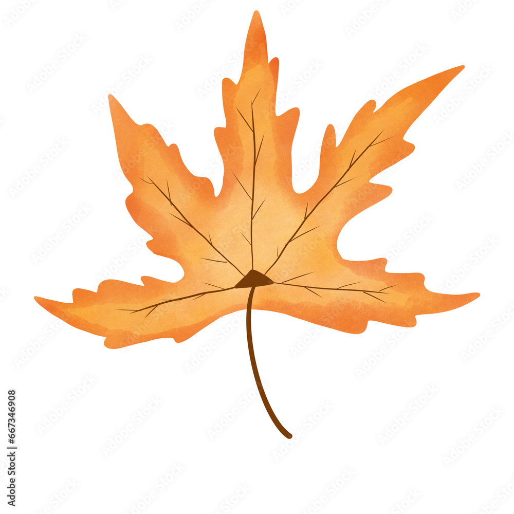 Obraz premium maple leaf isolated on white background