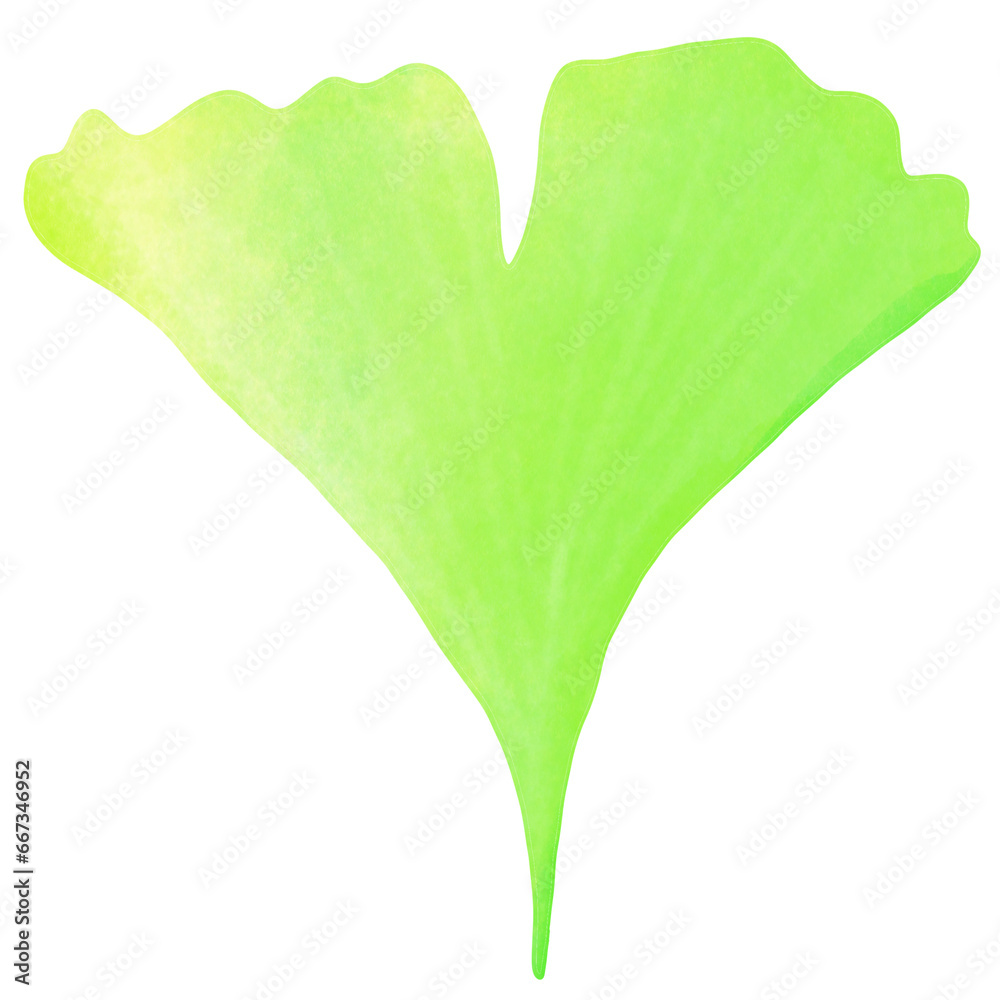 Gingko left on white background Gingko left on white background