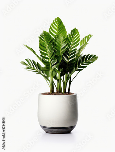 ZZ Plant (Zamioculcas zamiifolia) Studio Shot Isolated on Clear Background, Generative AI