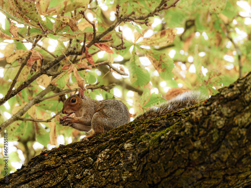 Eating Squirrel. © david hutchinson