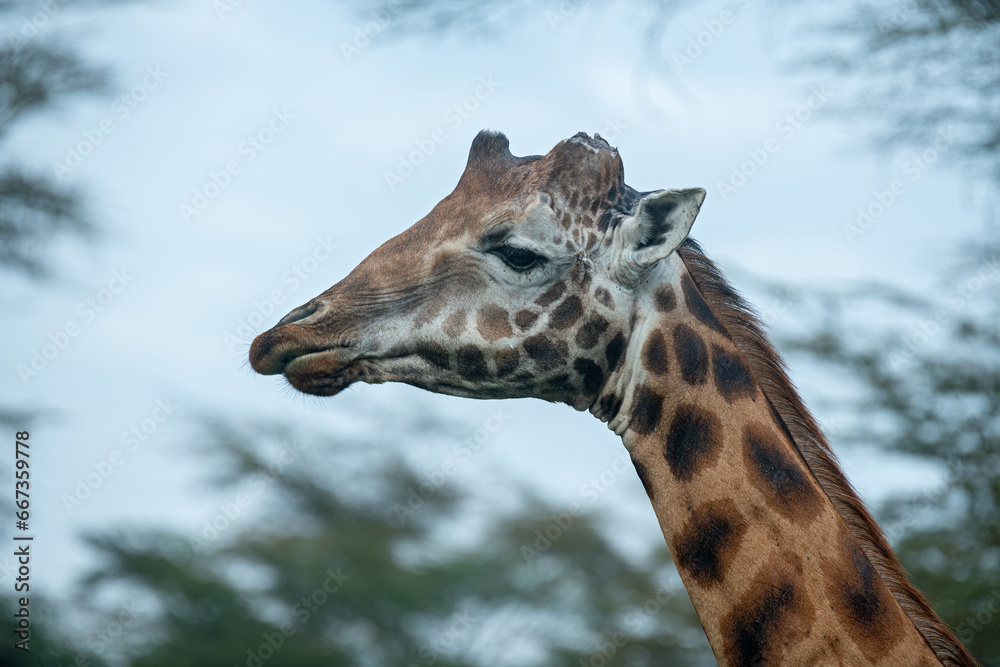 Portrait of a mature bull giraffe with broken ossicones at Lake Nakuru National Park, Kenya Portrait of a mature bull giraffe with broken ossicones at Lake Nakuru National Park, Kenya