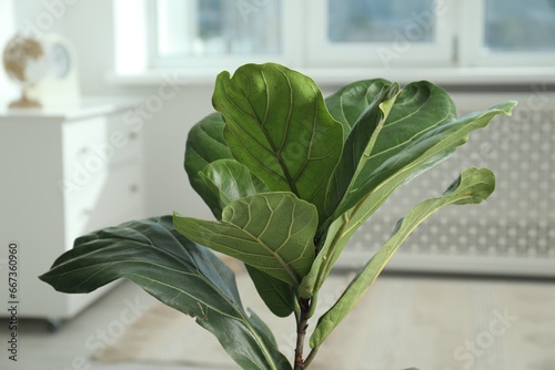 Fiddle Fig or Ficus Lyrata plant with green leaves at home, closeup photo