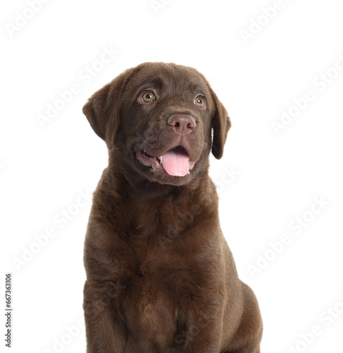 Cute chocolate Labrador Retriever puppy on white background