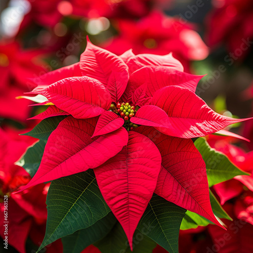 Poinsettia flower in a pot  a plant that is grown during the holidays to decorate Christmas parties
