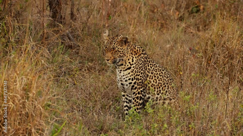 Leopard Resting On Brown Grass With Its Eyes Closed Leopard Resting On Brown Grass With Its Eyes Closed