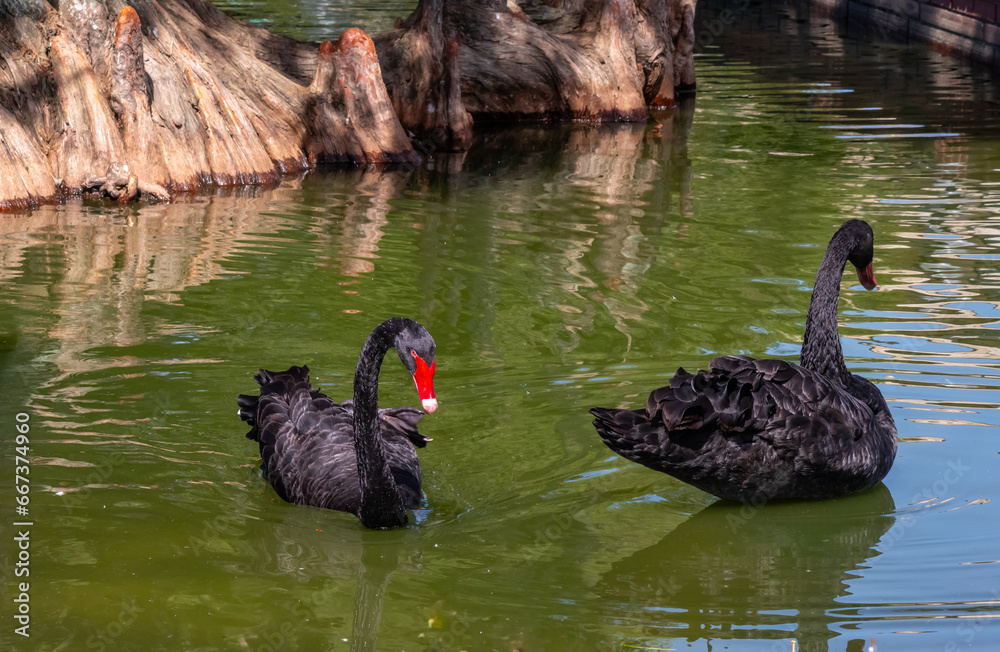 Fototapeta premium Two Black Swans swimming in lake in front of Cypress Trees