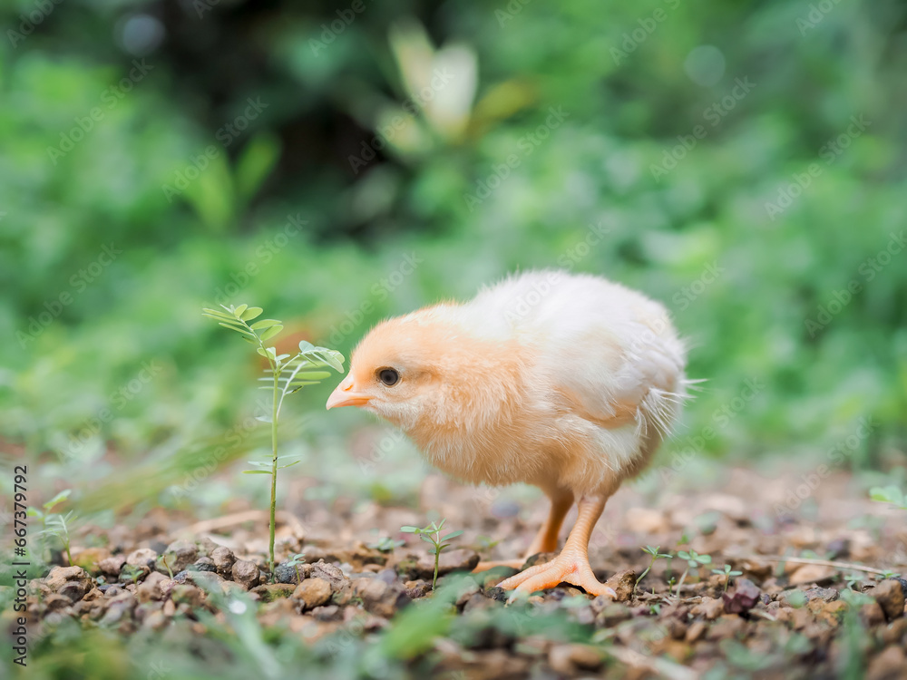 A chicken baby in the garden