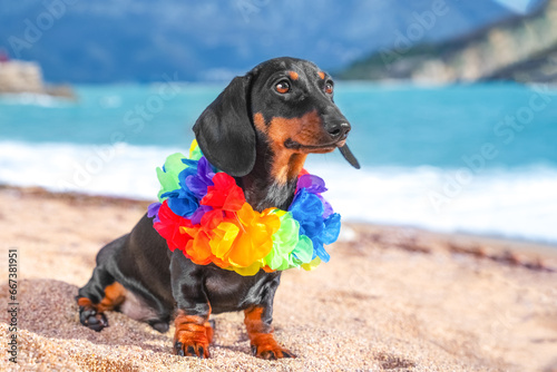 Pensive sleek dachshund dog with flower necklace on his neck sits on sandy beach of seaside resort dreamily looking into distance. Pet relaxing on tropical island in Hawaiian lei Beach party, vacation photo