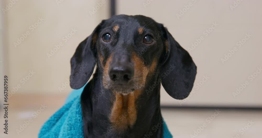 Portrait of elderly dog in terry robe, confused look, blinks eyes, trembles pathetically, disorientation, age-related changes Old dachshund is bored from loneliness in home,sad, lack of attention Portrait of elderly dog in terry robe, confused look, blinks eyes, trembles pathetically, disorientation, age-related changes Old dachshund is bored from loneliness in home,sad, lack of attention