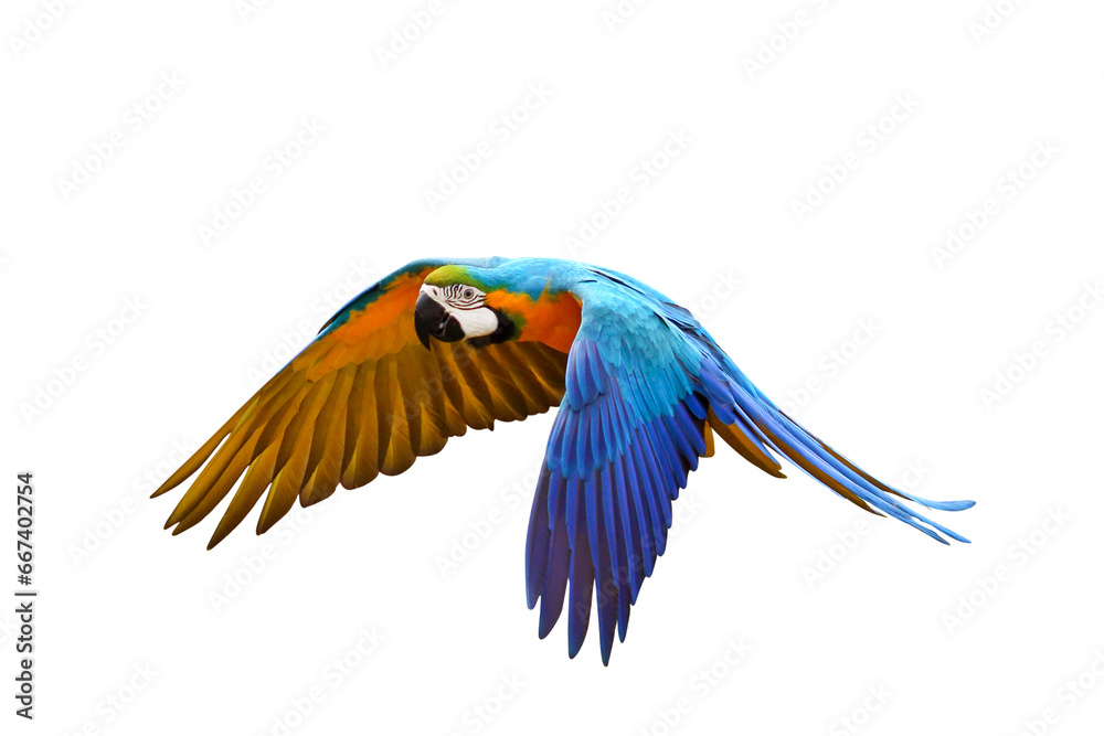 Fototapeta premium Colorful flying parrot isolated on transparent background png file