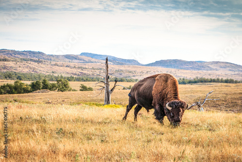 Buffalo Bison grazing at Wichita mountains refuge. Oklahoma  photo