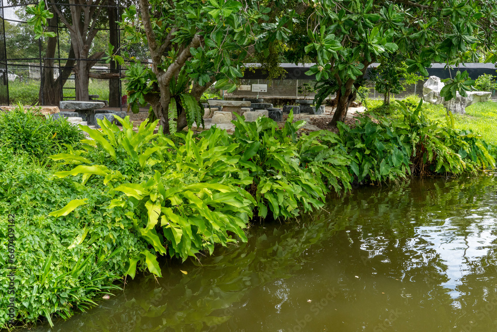 The shore of a pond with muddy water covered with green vegetation in the city park of a tropical resort. The shore of a pond with muddy water covered with green vegetation in the city park of a tropical resort.