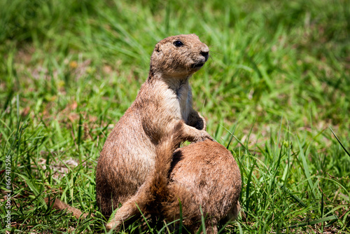 Prairie dog at Wichita mountains state park, Oklahoma