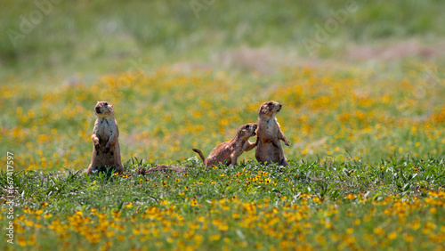 Prairie dog at Wichita mountains state park, Oklahoma