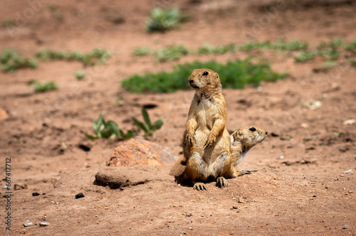 Prairie dog at Wichita mountains state park, Oklahoma