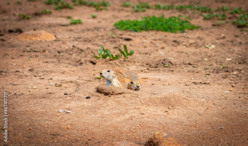Prairie dog at Wichita mountains state park, Oklahoma