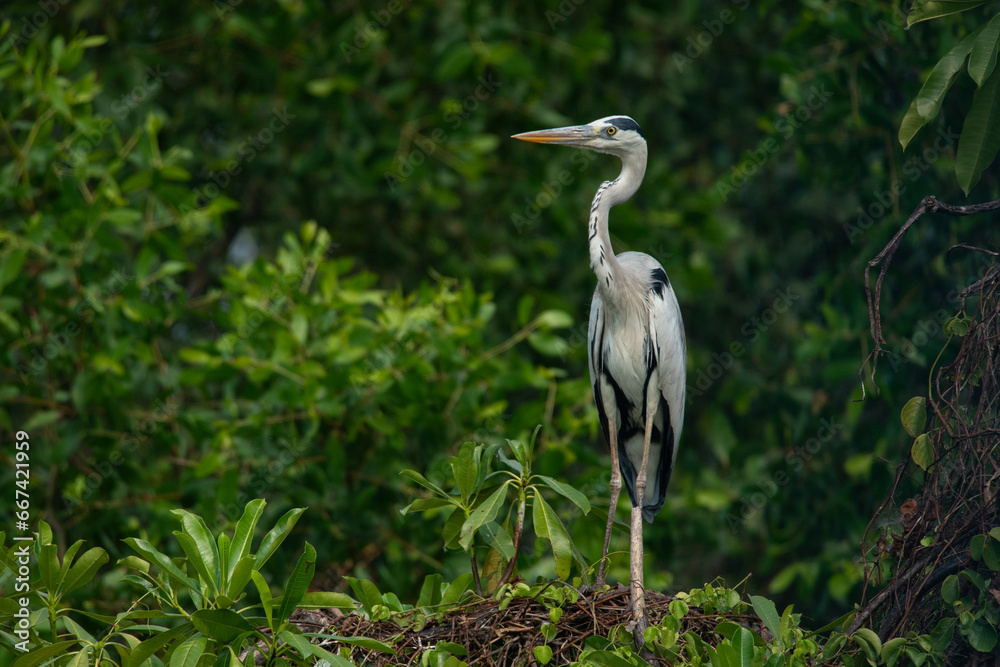 Fototapeta premium A grey heron ardea cinerea perching on a tree top with natural bokeh background