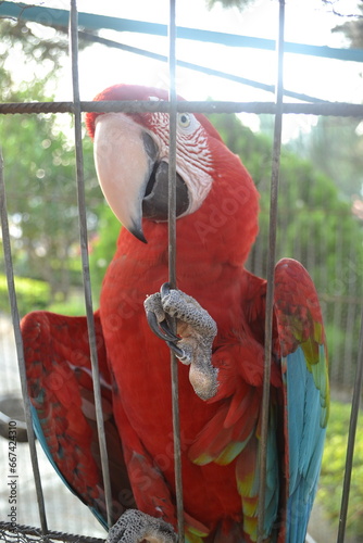 Loro guacamaya