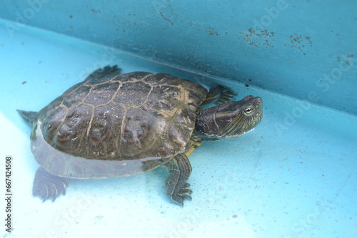 tortuga