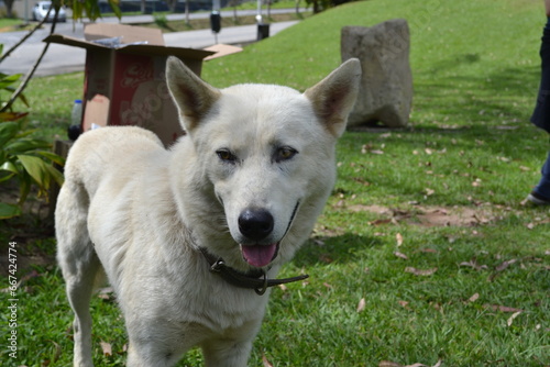 Perro blanco