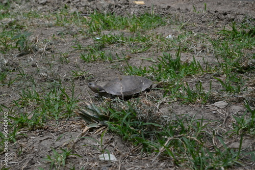 Tortuga