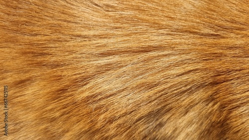 fur texture background ,animal fur