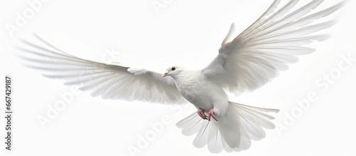 Flying white dove isolated on white background © desain