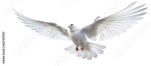 Flying white dove isolated on white background