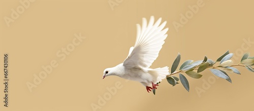 White dove flying with olive branch in its beak