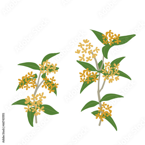 香りの花木　金木犀のイラスト　文字なし