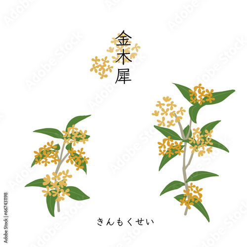 香りの花木　金木犀のイラスト